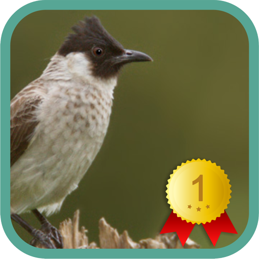 Sooty-headed Bulbul icon