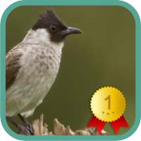 Sooty-headed Bulbul on 9Apps