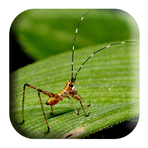 Crickets Sounds icon