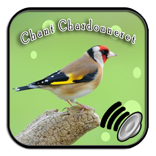 Chant Chardonneret de Algerie icon