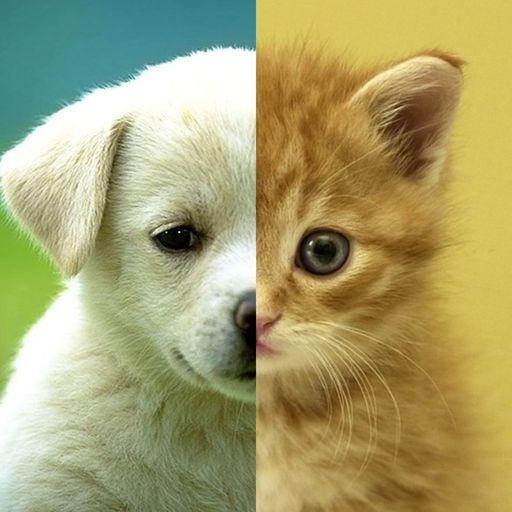 Cat or Dog Game icon