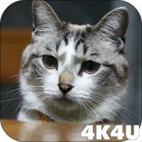 4K Cute Cat Video Live Wallpaper on 9Apps