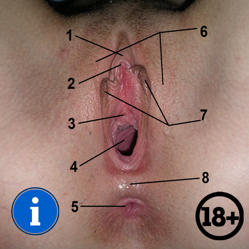 Female Reproductive System icon