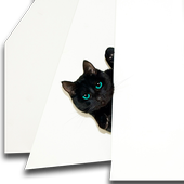 Cat Wallpaper icon
