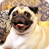 Pug Dog Wallpaper icon