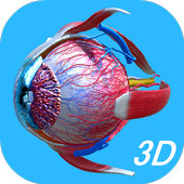 Anatomy Human Eye icon