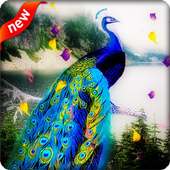 Peacock Live Wallpaper on 9Apps