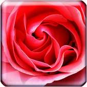 Rose Wallpaper