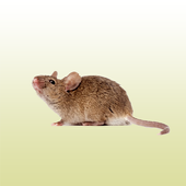 Mouse sounds icon