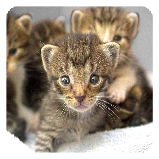 Cute Cats Live Wallpaper icon