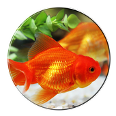 Fish Live Wallpaper icon