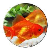 Fish Live Wallpaper on 9Apps