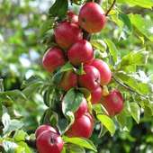 Red Apples Live Wallpaper on 9Apps