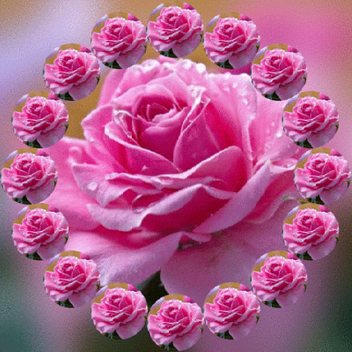 Rose Wheel Live Wallpaper icon
