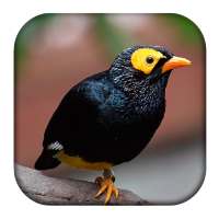 Myna Bird Sounds