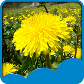 Dandelions Live Wallpapers icon