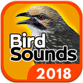 Bird Sounds - Free MP3 Download icon