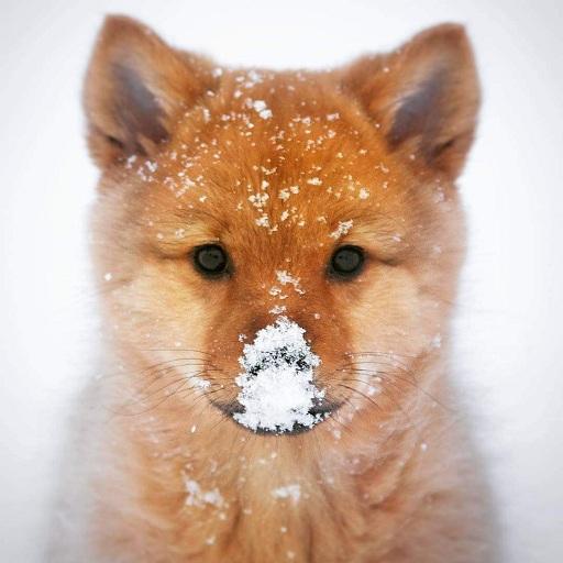 Dogs Wallpapers icon