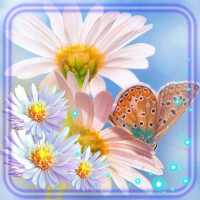 Camomiles Flowers Live Wallpaper