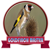 Goldfinch Master Audio icon