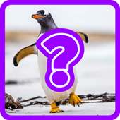 Guess the Animal Quiz