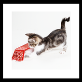 cat and ball wallpaper icon