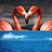 Picture Match. Brain Game icon