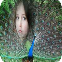 Peacock Feathers Photo Frames on 9Apps