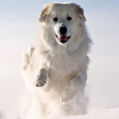 Dogs Life Jigsaw Puzzles 2 icon