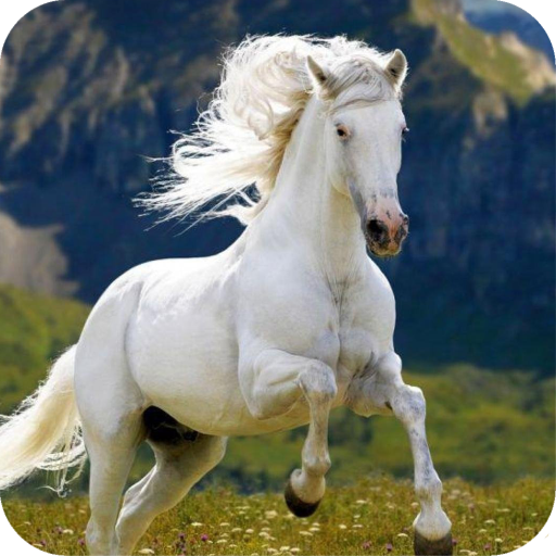 Horse Wallpaper icon