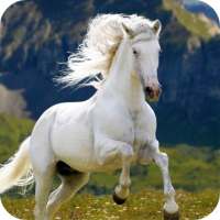 Horse Wallpaper on 9Apps