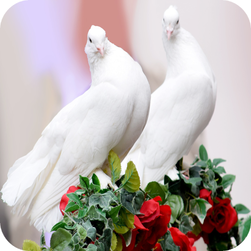 HD Pigeon Wallpaper icon