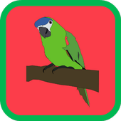 Bird Matching Game icon