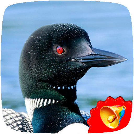 Loon Sounds icon