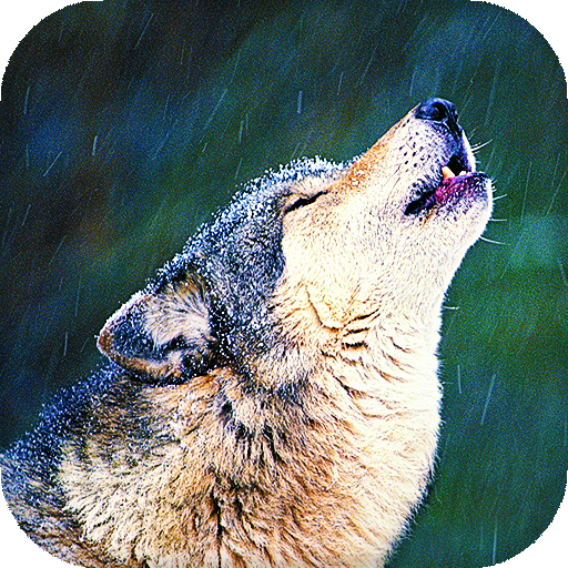 Wolf Live Wallpaper : backgrounds hd icon