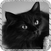 Black Cat Wallpaper icon