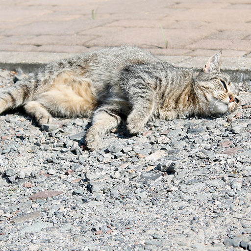 Cat 500 Plus Wallpaper: free wallpapers icon