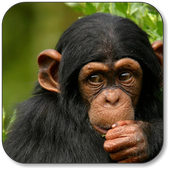 Monkey Wallpapers icon