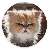 Cat Messenger icon