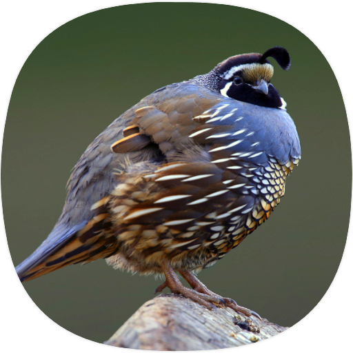 Quail Sounds icon