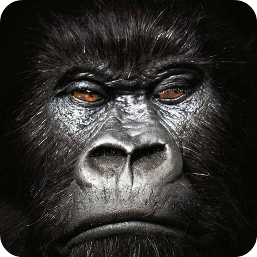 Wallpapers for King Kong icon