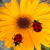 Marienkäfersimulator - Tierspiel icon