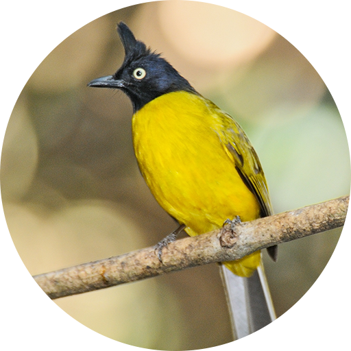 ikon Black-crested bulbul bird sounds