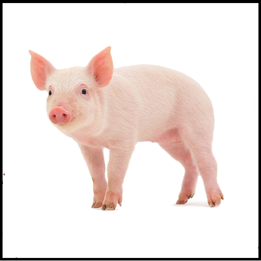 Pig Sound icon