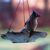 Bird Live wallpaper icon