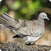 Zebra Dove Sound Ringtones on 9Apps