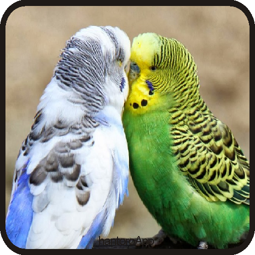 Kicau Burung Parkit Terbaru icon