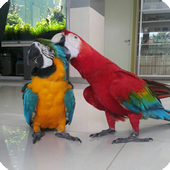 ikon Animal Photobooth