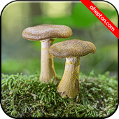 Mushroom Wallpapers HD (backgrounds &amp; themes) icon