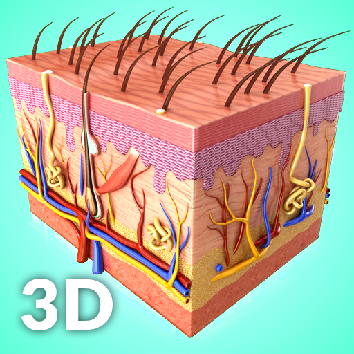 Skin Anatomy Pro. icon